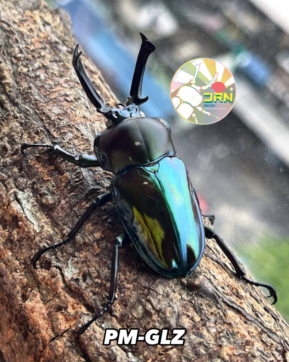 JRN BEETLE — Rainbow Stag Beetle Color Breeding Guide