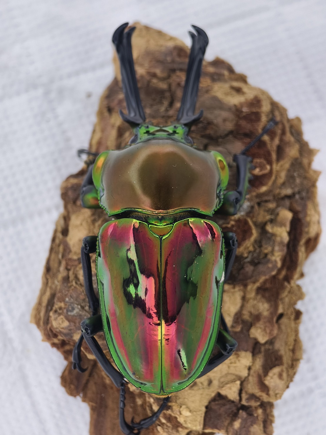 Red rainbow stag beetle