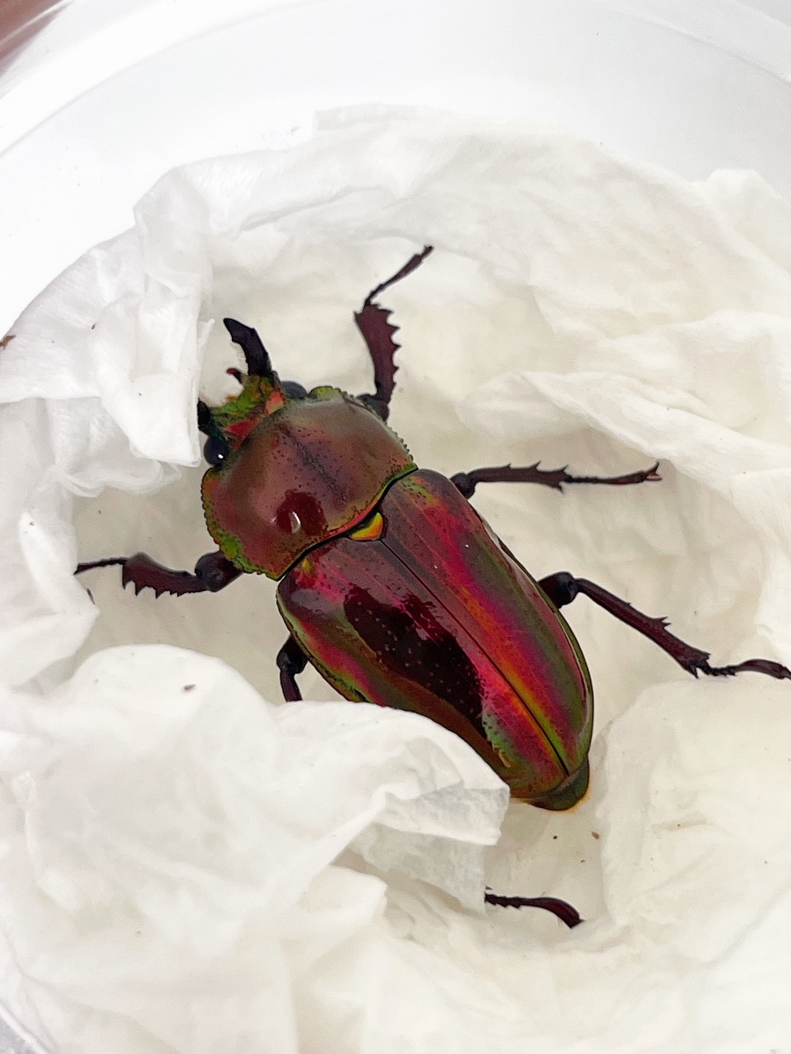 JRN BEETLE — Rainbow Stag Beetle Color Breeding Guide